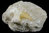 Otodus Shark Tooth Fossil in Rock - Eocene #171284-2